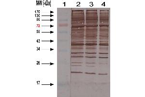 Western-blotting of HEK cell Lysate (HCP anticorps)