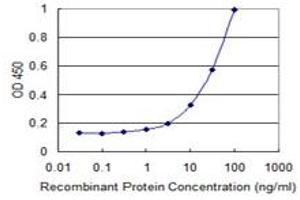 anti-Tribbles Pseudokinase 2 (TRIB2) (AA 1-343) antibody