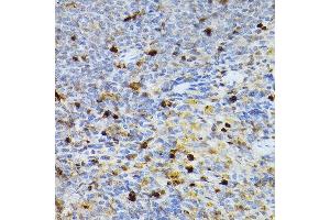 Immunohistochemistry of paraffin-embedded rat spleen using SERPINB1 Rabbit pAb (ABIN6131408, ABIN6147583, ABIN6147584 and ABIN6221861) at dilution of 1:100 (40x lens). (SERPINB1 anticorps  (AA 100-379))