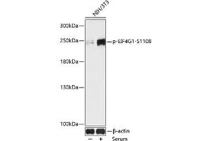 Western blot analysis of extracts of NIH/3T3 cells, using Phospho-EIF4G1-S1108 antibody (ABIN7267045) at 1:1000 dilution. (EIF4G1 anticorps  (pSer1108))