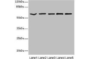 Western blot All lanes: ASIC3 antibody at 2. (ASIC3 anticorps  (AA 62-320))