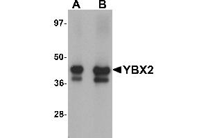 Western Blotting (WB) image for anti-Y Box Binding Protein 2 (YBX2) (C-Term) antibody (ABIN1030807) (YBX2 anticorps  (C-Term))
