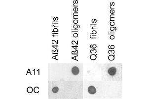 Dot blot analysis using Rabbit Anti-Amyloid Oligomers (A11) Polyclonal Antibody . (Amyloid anticorps (Atto 594))