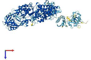 AlphaFold protein structure predicition of Mouse Recombinant Iars1 Protein, UniprotID Q8BU30