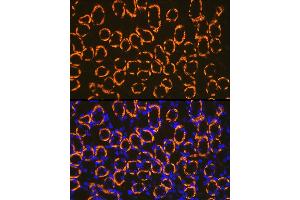 Immunofluorescence analysis of mouse kidney cells using Cadherin 16 Rabbit mAb (ABIN7266003) at dilution of 1:100 (40x lens).