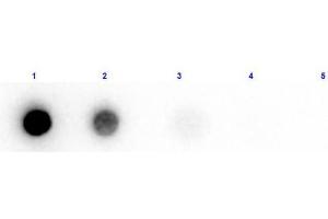 Dot Blot results of Rabbit Anti-Beta Amylase Biotin Conjugated. (Amylase beta anticorps  (Biotin))
