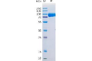 Human SIRPα Protein, mFc Tag on SDS-PAGE under reducing condition.