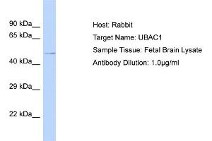 Host: Rabbit Target Name: UBAC1 Sample Tissue: Human Fetal Brain Antibody Dilution: 1ug/ml