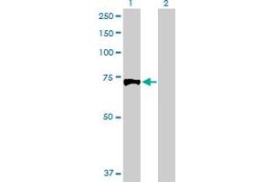 Western Blot analysis of EXT1 expression in transfected 293T cell line by EXT1 MaxPab polyclonal antibody.