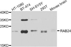 Western blot analysis of extracts of various cell lines, using RAB24 antibody (ABIN5974578) at 1/1000 dilution. (RAB24 anticorps)