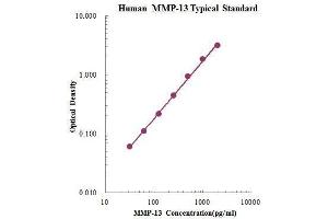 ELISA image for Matrix Metallopeptidase 13 (Collagenase 3) (MMP13) ELISA Kit (ABIN3198469)