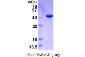 SDS-PAGE (SDS) image for Vps20-Associated 1 Homolog (VTA1) (AA 1-307) protein (His tag) (ABIN667681)