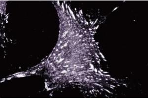 Immunofluorescence staining of human fibroblasts. (TGFB1I1 anticorps  (AA 73-186))