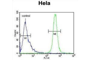 Flow Cytometry (FACS) image for anti-IMP3, U3 Small Nucleolar Ribonucleoprotein (IMP3) antibody (ABIN3004369) (IMP3 anticorps)