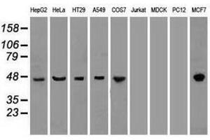 Image no. 7 for anti-Keratin 18 (KRT18) (AA 69-372) antibody (ABIN1491637)