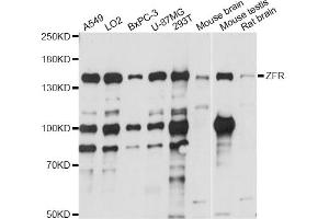 Western blot analysis of extracts of various cell lines, using ZFR antibody (ABIN6291122) at 1:1000 dilution. (ZFR anticorps)