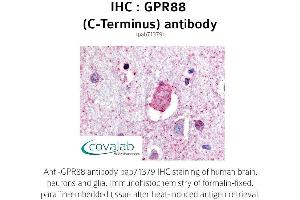 Image no. 1 for anti-G Protein-Coupled Receptor 88 (GPR88) (C-Term) antibody (ABIN1735190) (GPR88 anticorps  (C-Term))