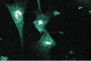 Immunofluorescent staining of NIH-3T3 cells. (PCNT anticorps  (AA 1692-1814))