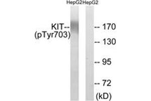 Western blot analysis of extracts from HepG2 cells treated with EGF 200ng/ml 30', using KIT (Phospho-Tyr703) Antibody.