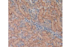 IHC-P analysis of Rat Tissue, with DAB staining. (IL-13 anticorps  (AA 22-131))