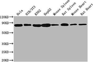Western Blot Positive WB detected in: Hela whole cell lysate, NIH/3T3 whole cell lysate, K562 whole cell lysate, HepG2 whole cell lysate, Mouse spleen tissue, Rat spleen tissue, Mouse heart tissue, Rat heart tissue All lanes HSPA8 antibody at 1:2000 Secondary Goat polyclonal to mouse IgG at 1/50000 dilution Predicted band size: 70~75 KDa Observed band size: 70~75 KDa Exposure time: 10s (Hsc70 anticorps  (AA 2-646))
