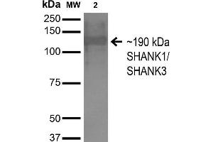 Western Blot analysis of Monkey COS cells transfected with HA-tagged Shank1 showing detection of ~190 kDa SHANK1/SHANK3 protein using Mouse Anti-SHANK1/SHANK3 Monoclonal Antibody, Clone S367-51 . (SHANK3 anticorps  (AA 538-626) (Atto 594))