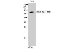 Western Blotting (WB) image for anti-Krs-1/2 (pThr183) antibody (ABIN3173253) (Krs-1/2 (pThr183) anticorps)