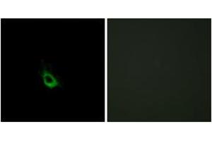 Immunofluorescence (IF) image for anti-Caspase Recruitment Domain Family, Member 10 (CARD10) (AA 481-530) antibody (ABIN2889892) (CARD10 anticorps  (AA 481-530))