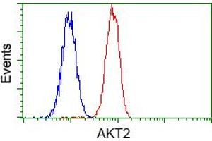 Flow cytometric analysis of Hela cells, using anti-AKT2 antibody (ABIN2452737), (Red) compared to a nonspecific negative control antibody (TA50011) (Blue). (AKT2 anticorps)