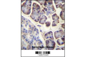 RPL34 Antibody immunohistochemistry analysis in formalin fixed and paraffin embedded human pancreas tissue followed by peroxidase conjugation of the secondary antibody and DAB staining. (RPL34 anticorps  (AA 37-66))