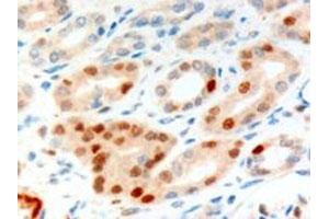 ANLN polyclonal antibody (Cat # PAB6482, 10 ug/mL) staining of paraffin embedded human kidney.