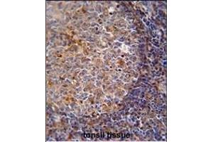 ARHG Antibody (Center) (ABIN651058 and ABIN2840052) immunohistochemistry analysis in formalin fixed and paraffin embedded human tonsil tissue followed by peroxidase conjugation of the secondary antibody and DAB staining. (ARHGAP25 anticorps  (AA 193-219))