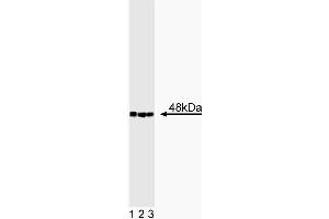 Western blot analysis of CtBP2 on a BC3H1 cell lysate (Mouse brain smooth muscle-like cells, ATCC CRL-1443). (CTBP2 anticorps  (AA 361-445))