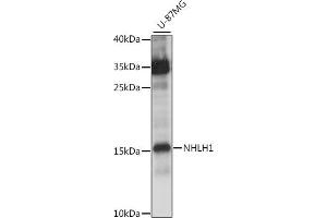 Western blot analysis of extracts of U-87MG cells, using NHLH1 antibody  at 1:1000 dilution. (NHLH1 anticorps  (AA 1-60))