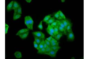 Immunofluorescence staining of HepG2 cells with ABIN7161327 at 1:100, counter-stained with DAPI. (NLN anticorps  (AA 109-241))