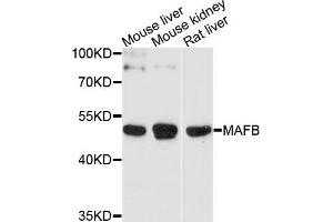 Western blot analysis of extracts of various cells, using MAFB antibody. (MAFB anticorps)