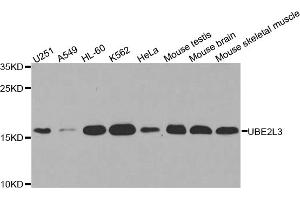 Western blot analysis of extracts of various cell lines, using UBE2L3 antibody. (UBE2L3 anticorps)