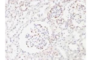 Immunohistochemical staining (Formalin-fixed paraffin-embedded sections) of rat kidney with WT1 monoclonal antibody, clone WT1/857 .