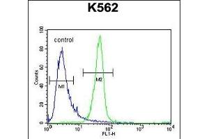 ANR52 Antibody (N-term) (ABIN654762 and ABIN2844445) flow cytometric analysis of K562 cells (right histogram) compared to a negative control cell (left histogram).