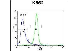 ANR52 Antibody (N-term) (ABIN654762 and ABIN2844445) flow cytometric analysis of K562 cells (right histogram) compared to a negative control cell (left histogram). (ANKRD52 anticorps  (N-Term))
