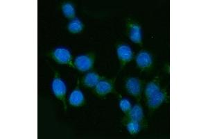 IF analysis of PP11/ENDOU using anti-PP11/ENDOU antibody (ABIN7600552). (ENDOU anticorps  (AA 20-386))