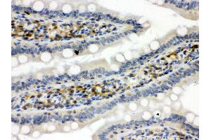 Anti- STAT1 Picoband antibody, IHC(P) IHC(P): Rat Intestine Tissue