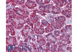 ABIN190836 (3. (SORBS1 anticorps  (Internal Region))