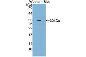 Western Blotting (WB) image for anti-Epidermal Growth Factor (EGF) (AA 45-275) antibody (ABIN3201444) (EGF anticorps  (AA 45-275))
