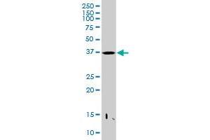 PRR11 MaxPab polyclonal antibody. (PRR11 anticorps  (AA 1-360))