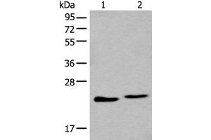 Western blot analysis of A549 and K562 cell lysate using BLVRB Polyclonal Antibody at dilution of 1:600