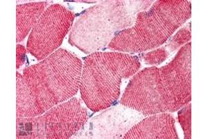 ABIN238566 (5µg/ml) staining of paraffin embedded Human Skeletal Muscle. (Arylsulfatase B anticorps  (Internal Region))