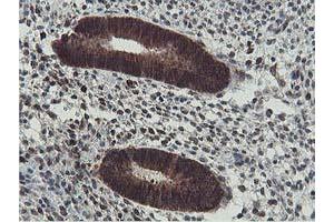 Image no. 1 for anti-Exoribonuclease 1 (ERI1) antibody (ABIN1498094)