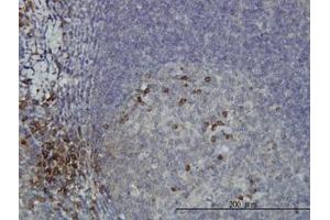 Image no. 1 for anti-dephospho-CoA Kinase Domain Containing (DCAKD) (AA 113-201) antibody (ABIN466243) (DCAKD anticorps  (AA 113-201))