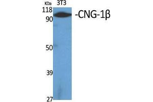 Western Blot (WB) analysis of specific cells using CNG-1beta Polyclonal Antibody. (GARP anticorps  (Internal Region))